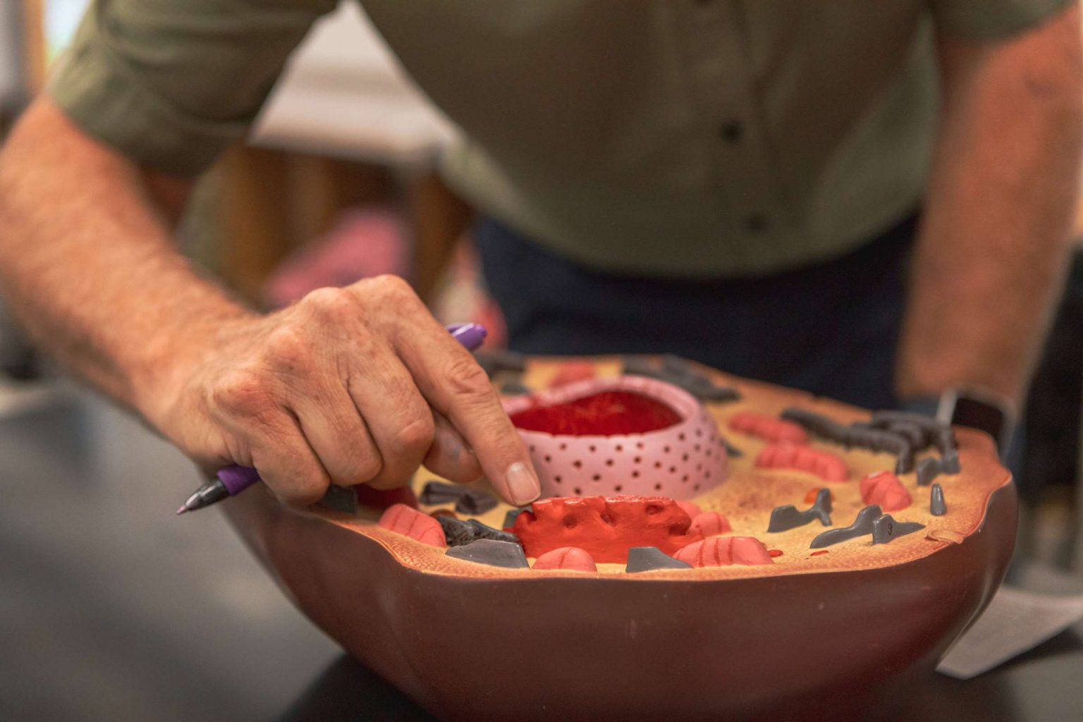 Biology Neurobiology Concentration Grace College