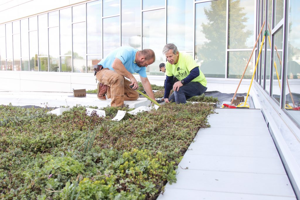 Workers on the Green Roof