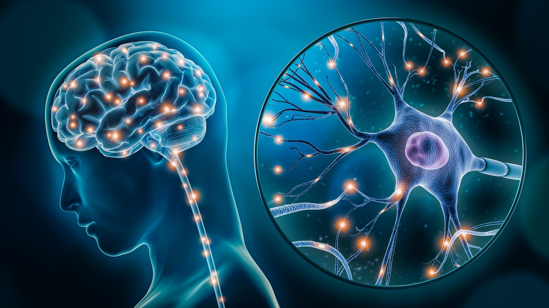 Grace College Neurobiology Degree learn how the brain functions in controlling human behavior and thoughts. Neurobiology Major - See More.