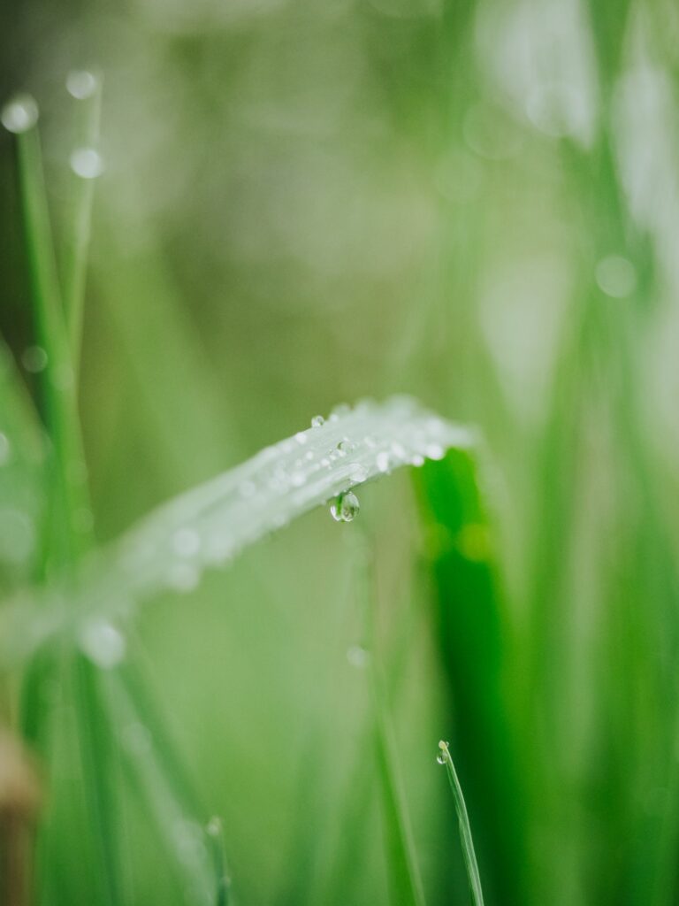 Read about caring for God's creation with an Environmental science degree. Grace College is a Christian College in Indiana. Learn More today.